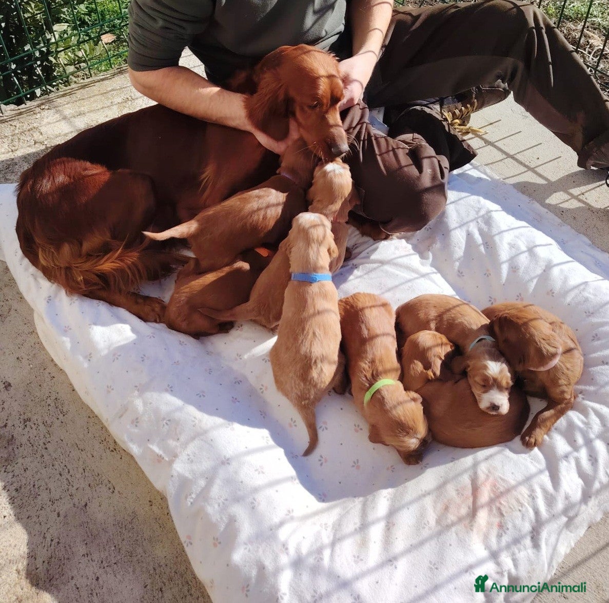 Setter Irlandese cani Cuccioli di Setter Irlandese - Annuncio 1