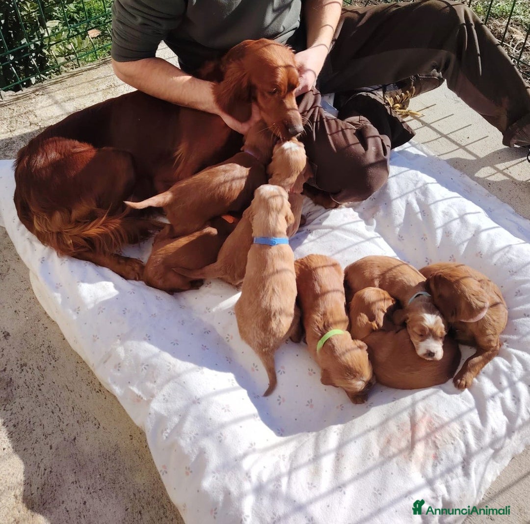 Setter Irlandese cani in vendita: Cuccioli di Setter Irlandese - Annuncio 1