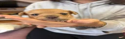Meticcio cani in vendita: Cuccioli Pincher chihuahua  - Annuncio 3