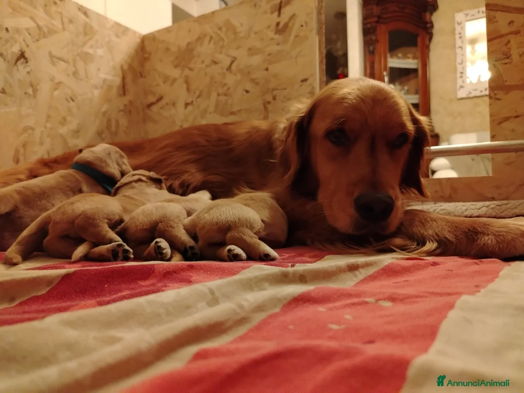Golden Retriever cani in vendita: Disponibili 2 cucciole golden Retriever - Annuncio 9