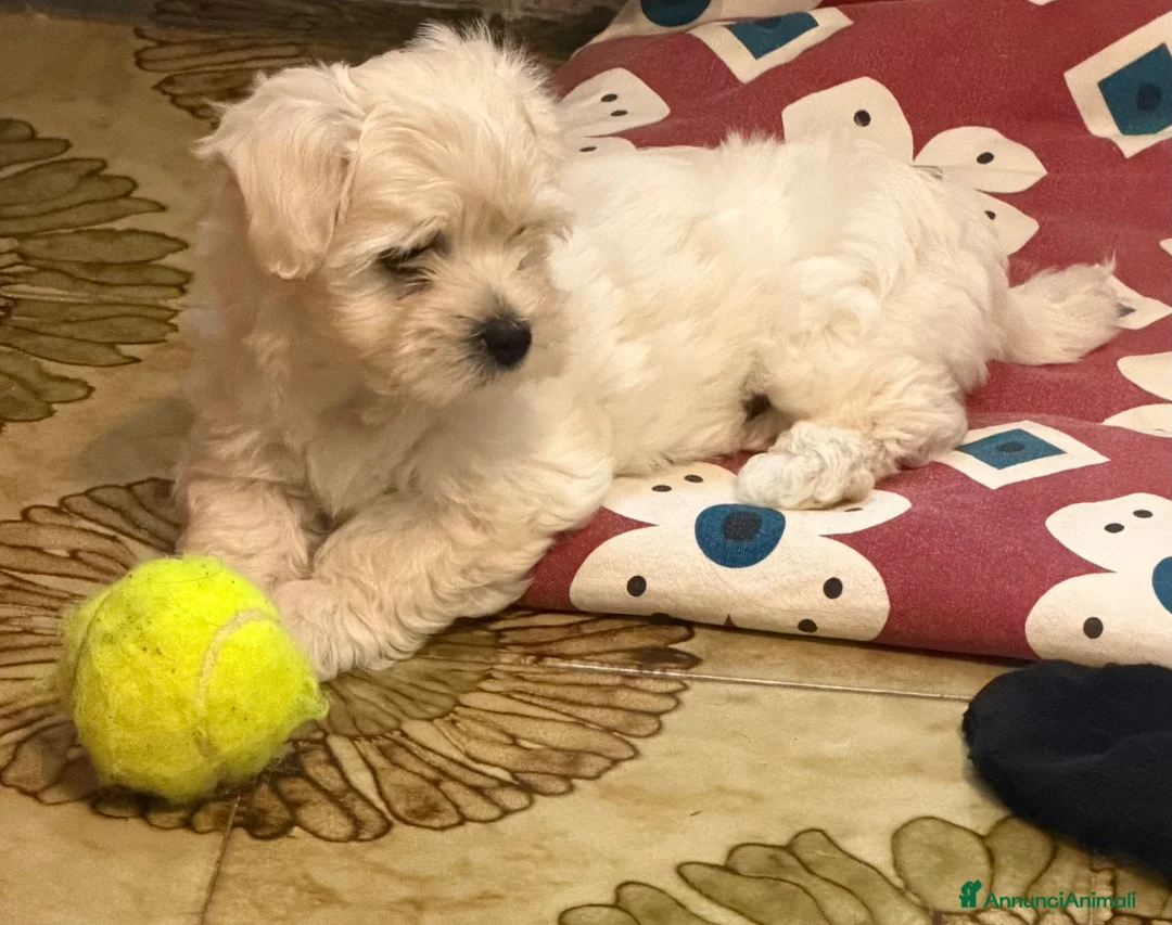 Maltese cani in vendita: Maltese - Annuncio 2