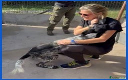 Setter Inglese cani in regalo: ZANZIBAR 2anni stupendo-adatto a tutti - Immagine 3