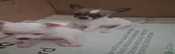 Chihuahua cani in vendita: Cuccioli Chihuahua - Annuncio 2
