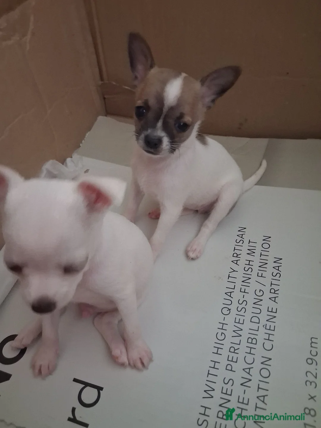 Chihuahua cani in vendita: Cuccioli Chihuahua - Annuncio 2