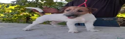 Jack Russell cani in vendita: Jack Russell Terrier Broken femmina  a Città metropolitana di Roma Capitale - Annuncio 3