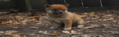 Shiba Inu 1