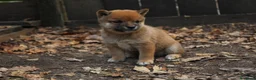 Shiba Inu cani in vendita:   Mame Shiba di piccola taglia – cuccioli rossi  - Annuncio 6