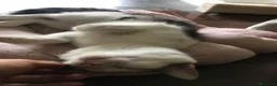 Meticcio gatti in regalo: Viola e Ciambella bellissime micine cercano casa! - Annuncio 5