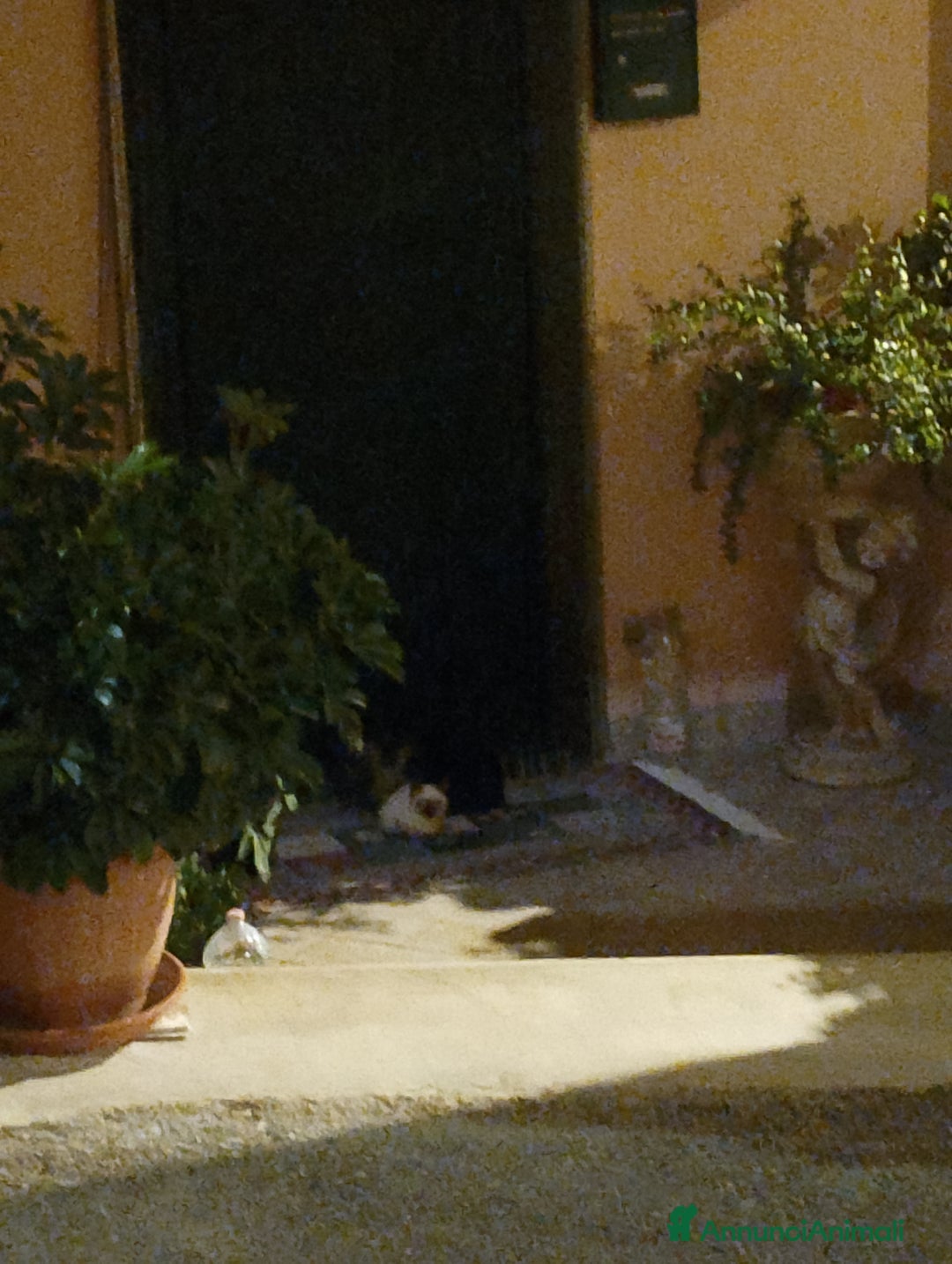 Siamese gatti in vendita: SIAMESI VENDO DUE CUCCIOLI SIMIL SIAMESI  - Annuncio 3