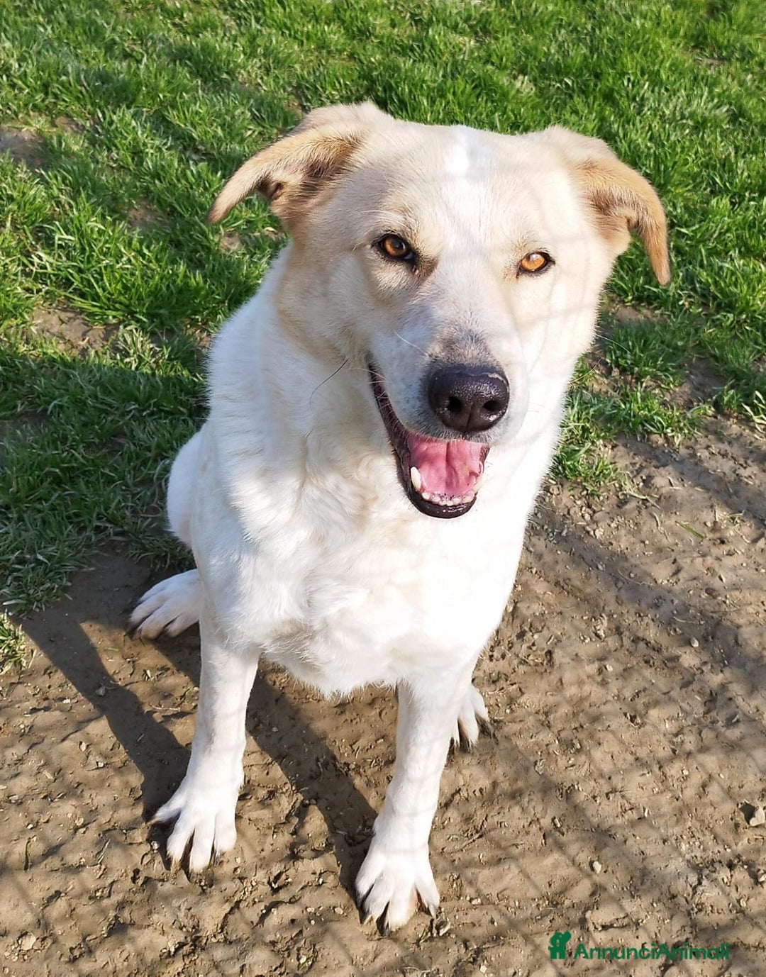 Meticcio cani in regalo: Bob cerca casa da tanto tempo... a Città metropolitana di Milano - Annuncio 3