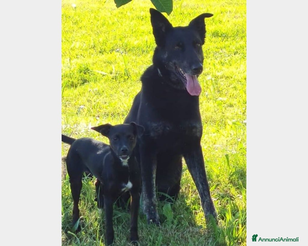 Meticcio cani Beth, lupa in adozione Cane lupoide Femmina a Latina - Annuncio 23