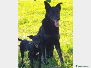 Meticcio cani Beth, lupa in adozione Cane lupoide Femmina a Latina - Annuncio 37