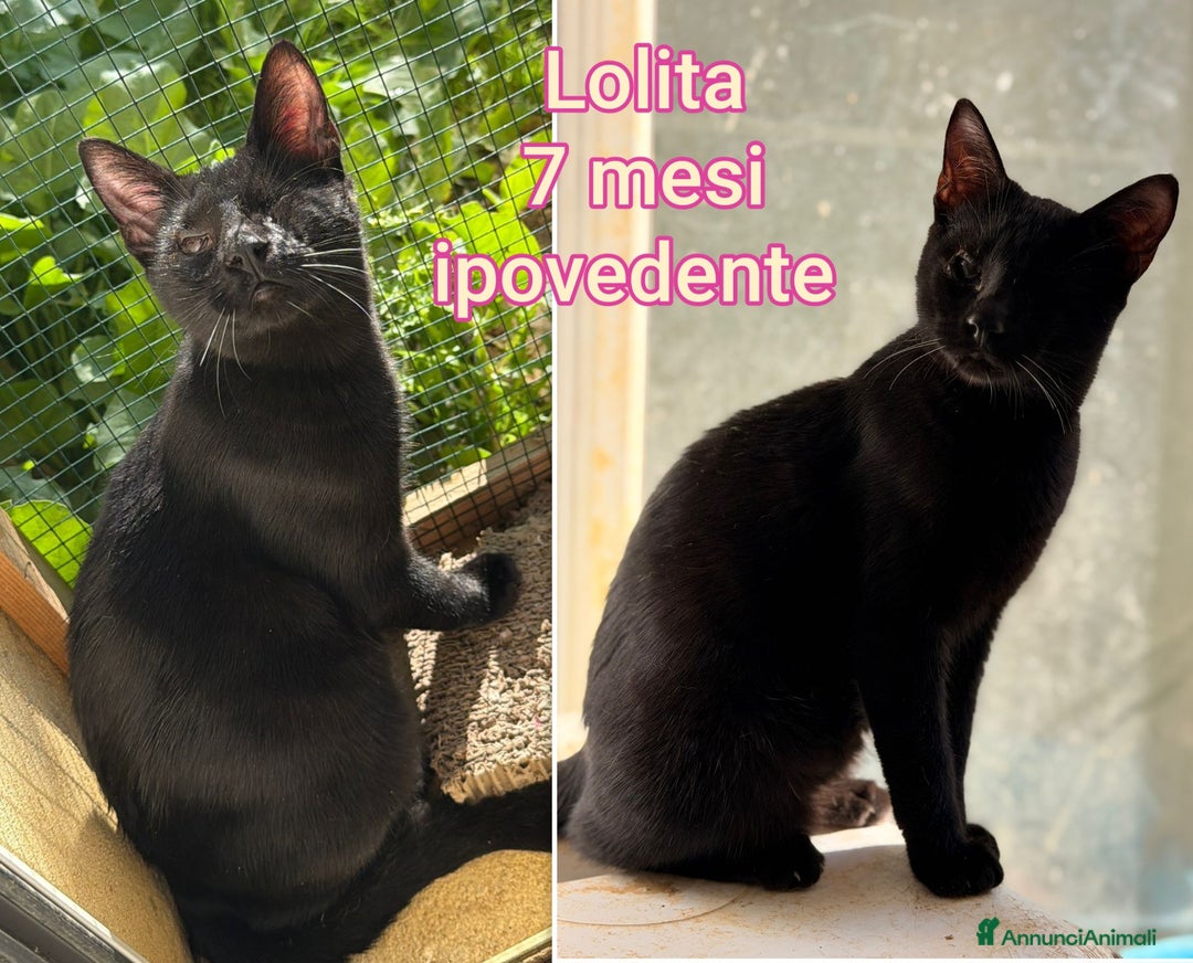 Europeo gatti in regalo: SERVONO ADOZIONI PER SALVARLI  - Annuncio 6