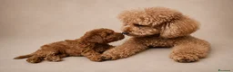 Barboncino cani in vendita: Barboncino femmina  - Annuncio 7