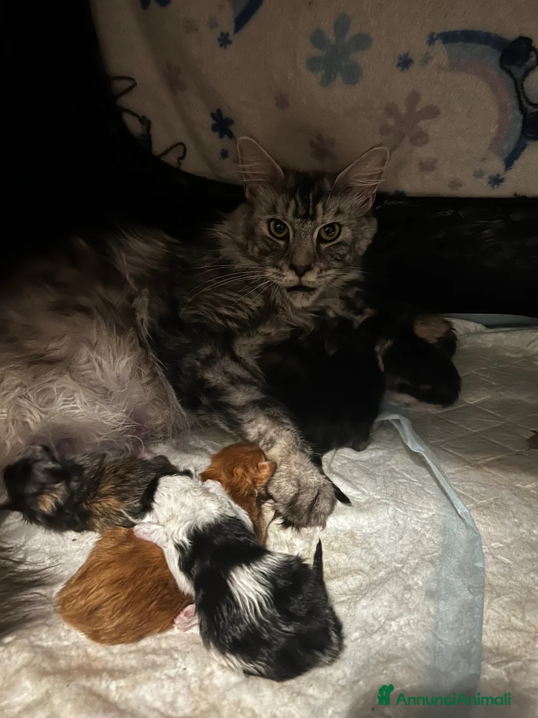 Maine Coon gatti in vendita: Maine Coon con pedigree  - Annuncio 2