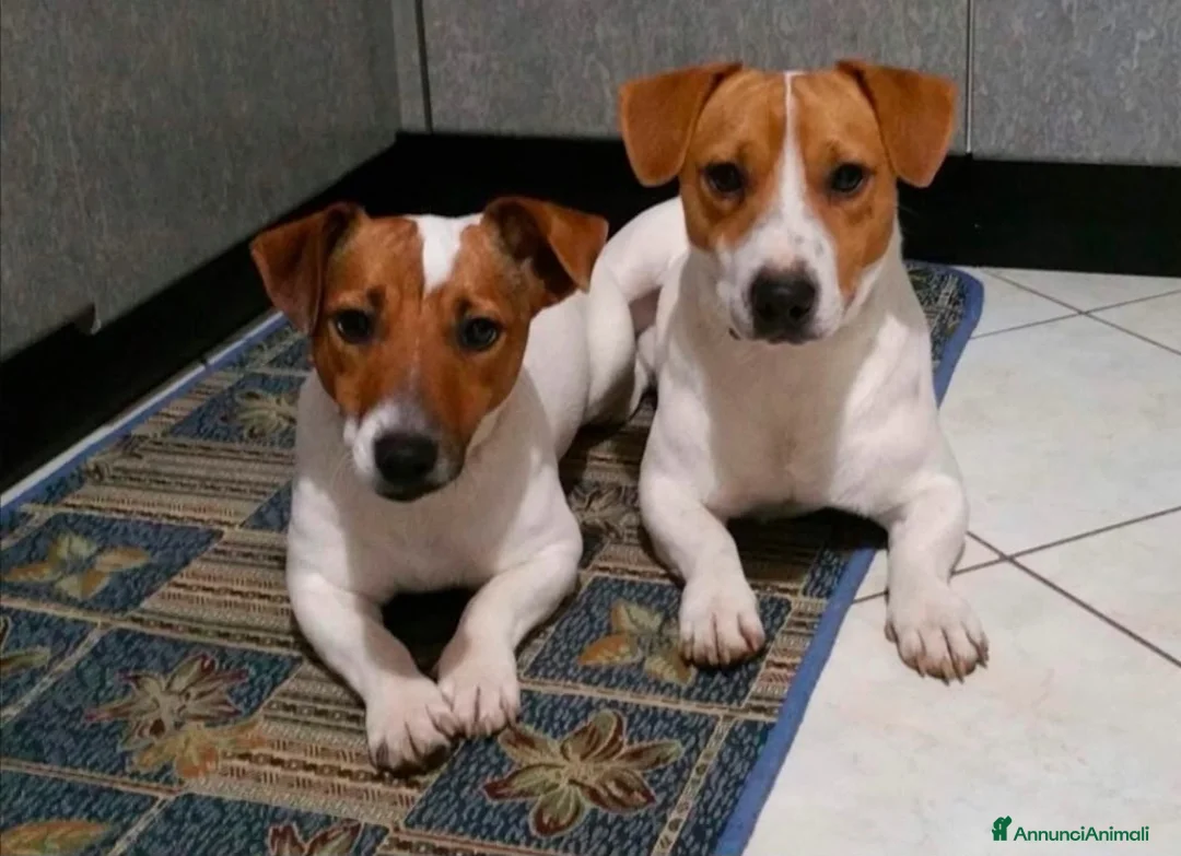 Jack Russell cani in vendita: Jack russell zampa corta - Annuncio 5