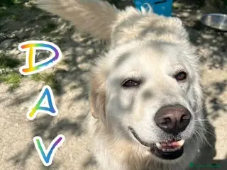 Meticcio cani DAVE mite e buono - Annuncio 1