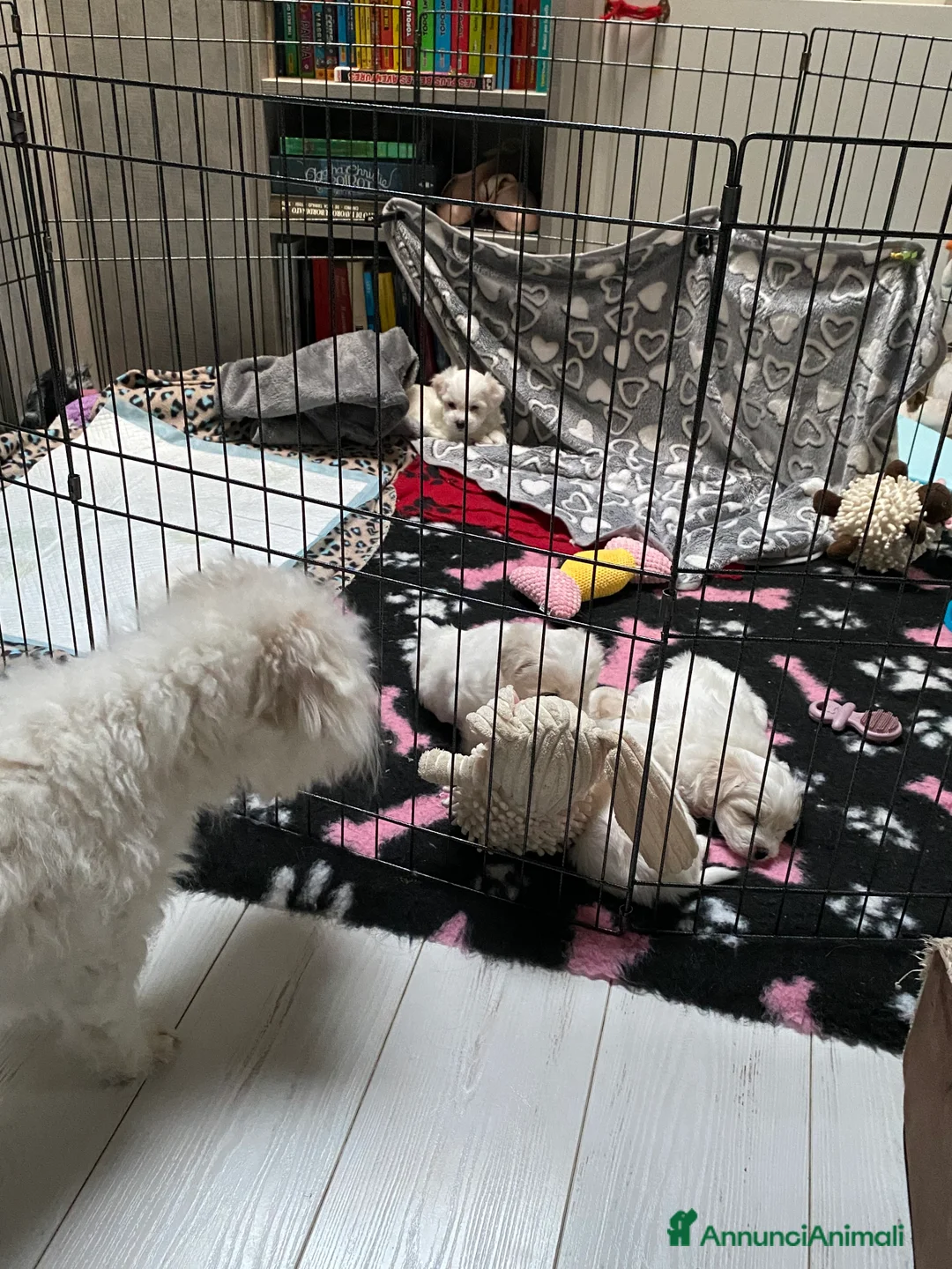 Coton de Tulear cani in vendita: Cinque meravigliosi Coton de Tulear a Provincia di Verona - Annuncio 2