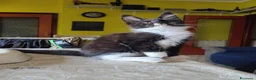 Maine Coon gatti in vendita: Gattini Maine Coon Allevamento Amatoriale  - Annuncio 8
