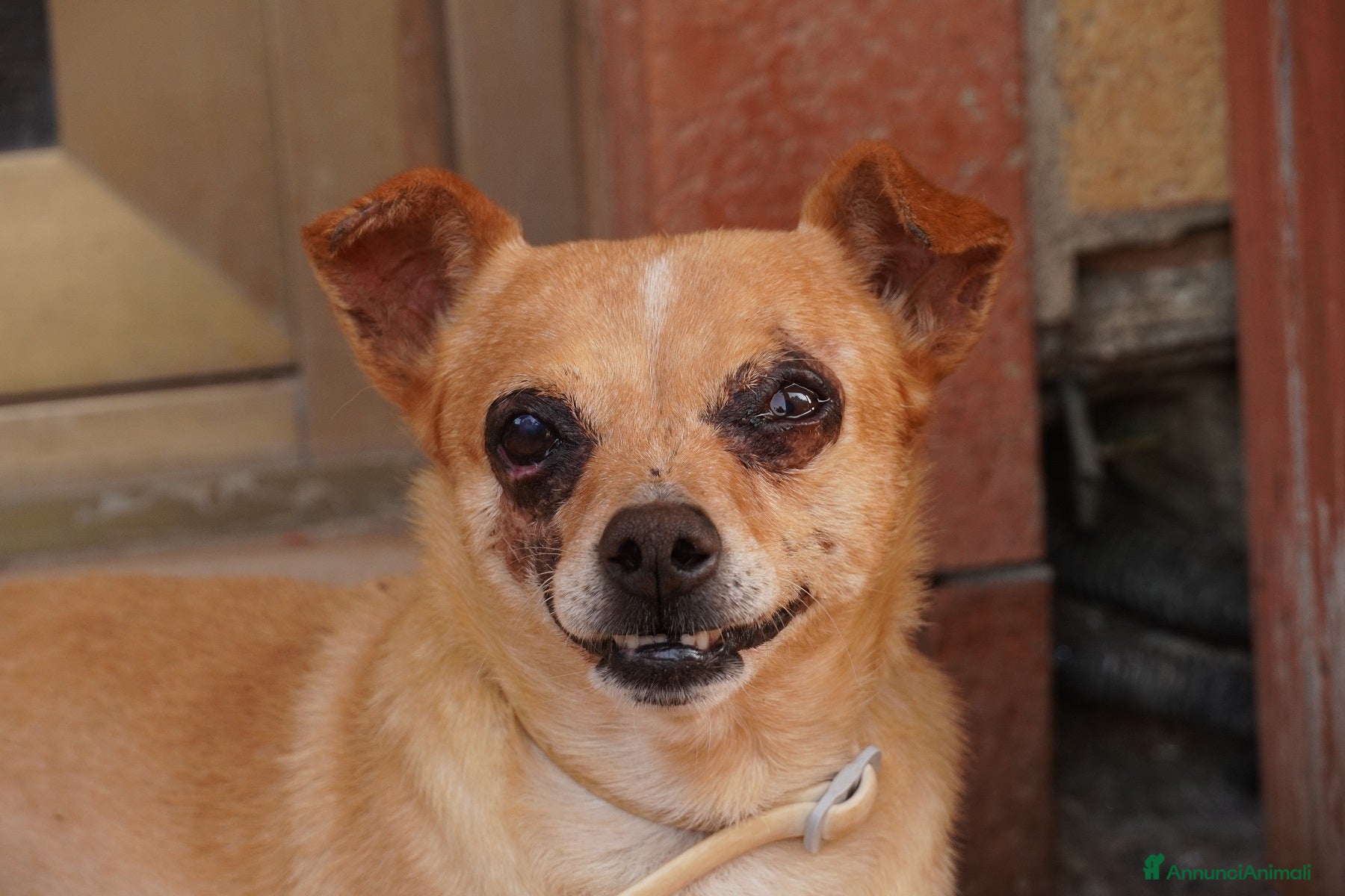 Meticcio cani Nocciola, derivato pinscher detto Pierrot - Annuncio 33