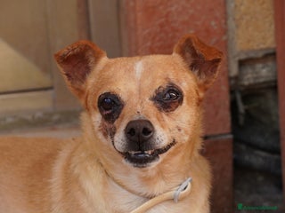 Meticcio cani Nocciola, derivato pinscher detto Pierrot - Annuncio 33