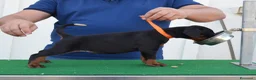 Dobermann cani in vendita: cuccioli di dobermann di altissima genealogia  a Provincia di Pescara - Annuncio 6