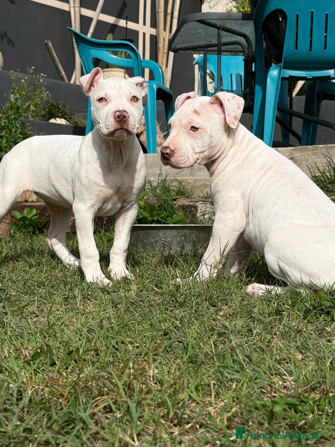 Meticcio cani in vendita: CUCCIOLI IN VENDITA . - Annuncio 7