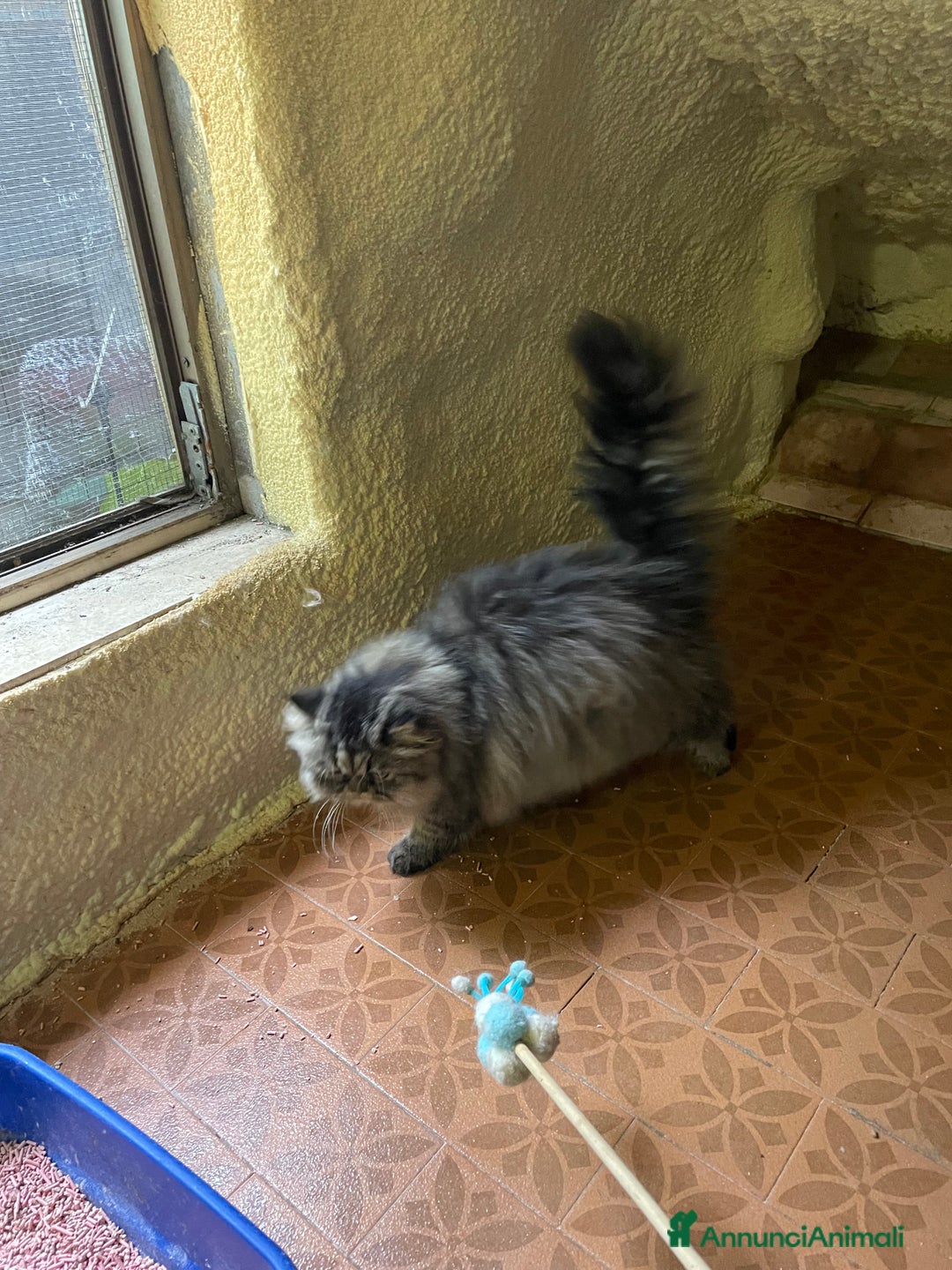 Persiano gatti in vendita: gatto persiano tabby con pedigree - Annuncio 17