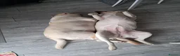Labrador cani in vendita: Cuccioli di Labrador con pedigree - Annuncio 2