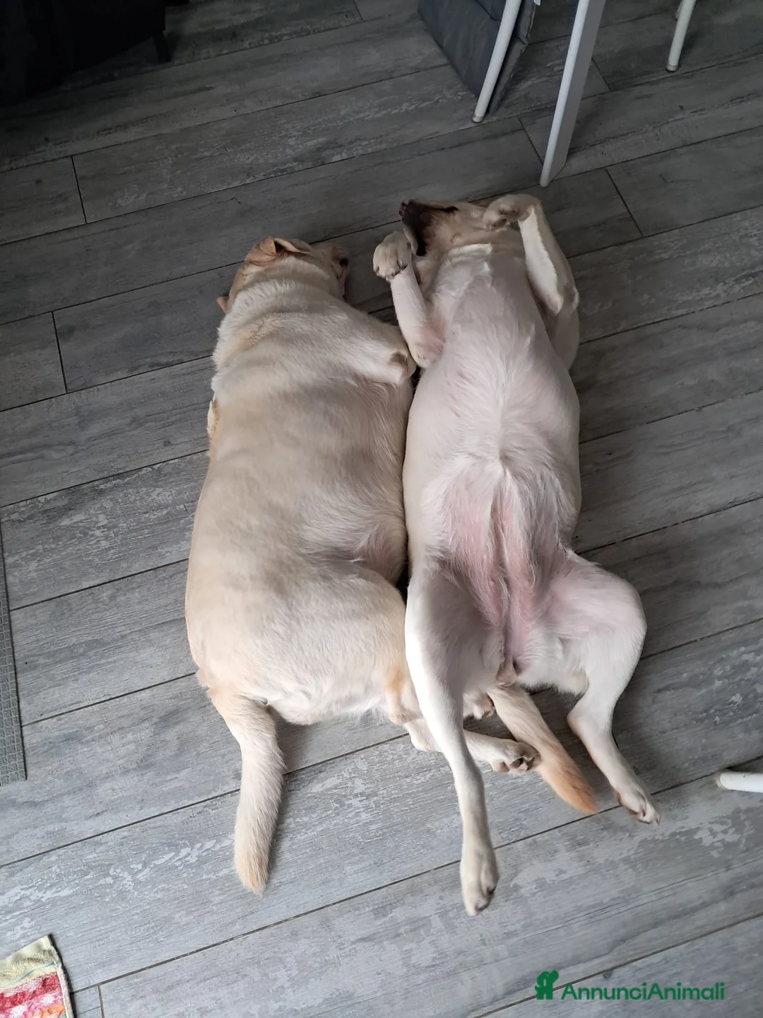 Labrador cani in vendita: Cuccioli di Labrador con pedigree - Annuncio 2
