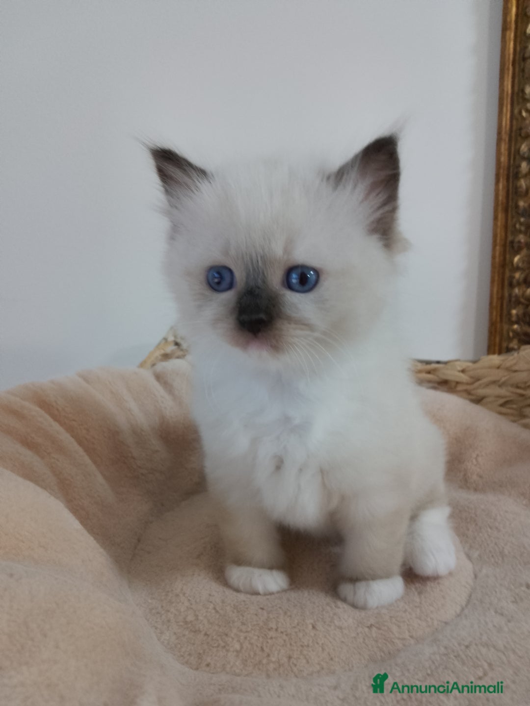 Ragdoll gatti in vendita: Bellissimi cuccioli Ragdoll  a Provincia di Bergamo - Annuncio 9