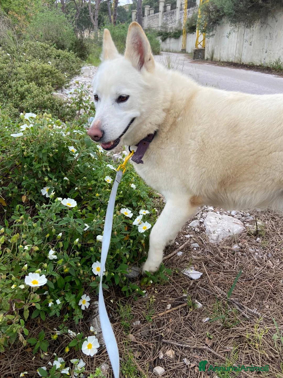 Meticcio cani in regalo: Snow, una bellissima simil pastore svizzero - Annuncio 11