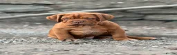 Dogue de Bordeaux cani in vendita: Dogue de Bordeaux CUCCIOLATA STRAORDINARIA  - Annuncio 31