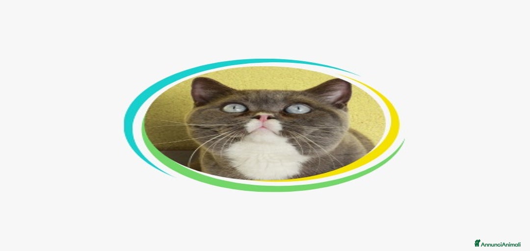 Immagine della galleria {{count}}