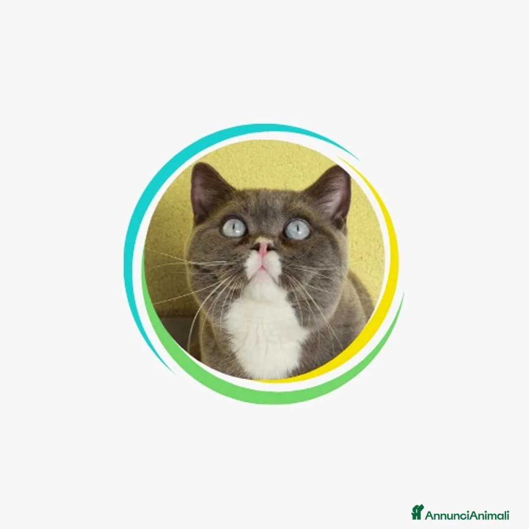 Immagine della galleria {{count}}