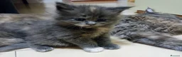 Maine Coon gatti in vendita: Cuccioli di Maine Coon  - Annuncio 5