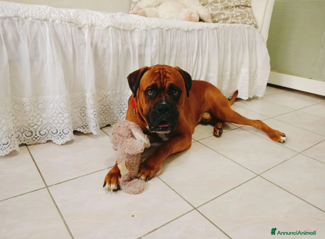 Boxer cani in regalo: Tenero Boxer - Annuncio 1
