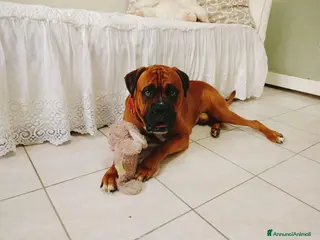 Boxer cani Tenero Boxer - Annuncio 9