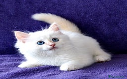 Siberiano gatti in vendita: BELLISSIMI CUCCIOLI IPOALLERGENICI  a Provincia di Pisa - Immagine 3