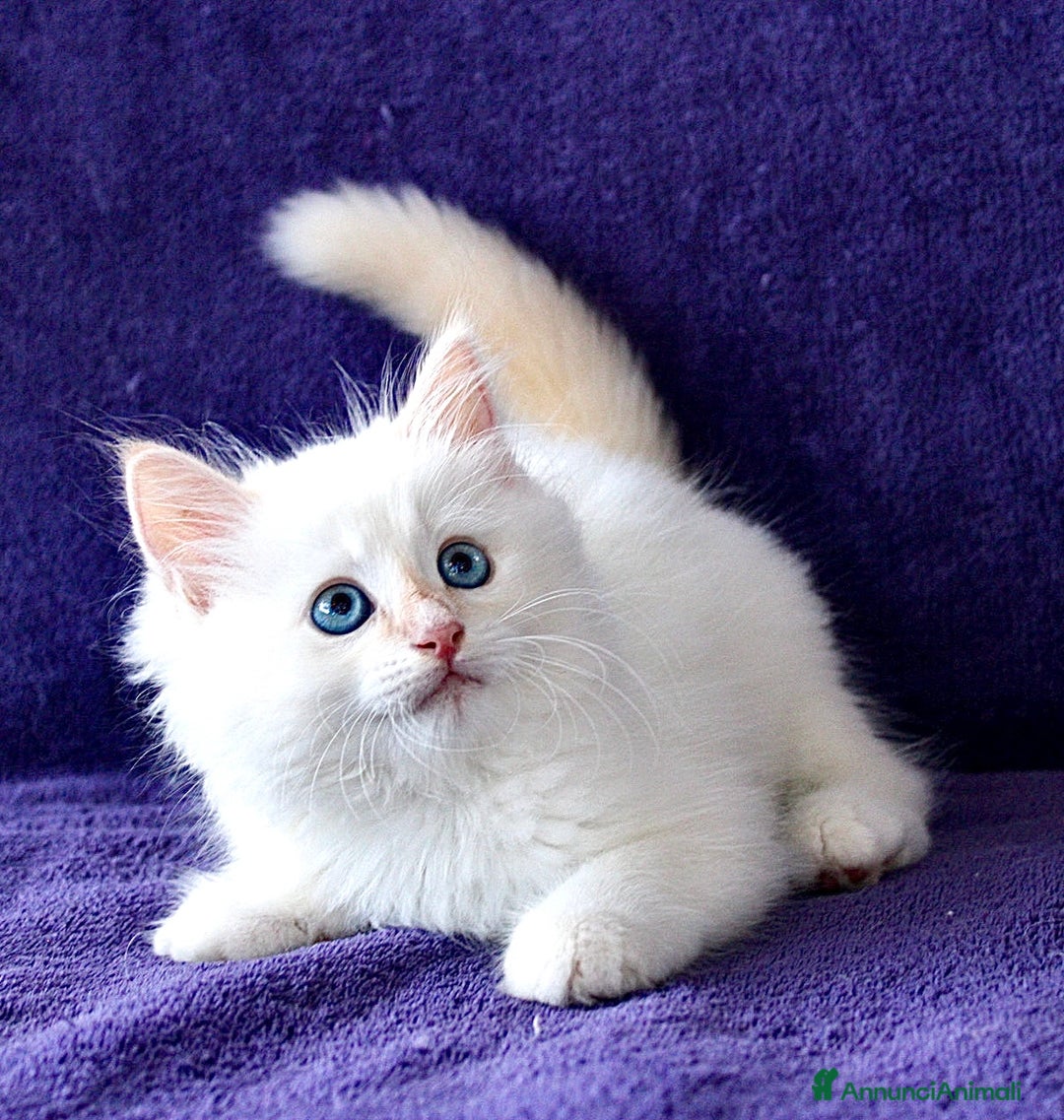 Siberiano gatti in vendita: BELLISSIMI CUCCIOLI IPOALLERGENICI  a Provincia di Pisa - Immagine 3