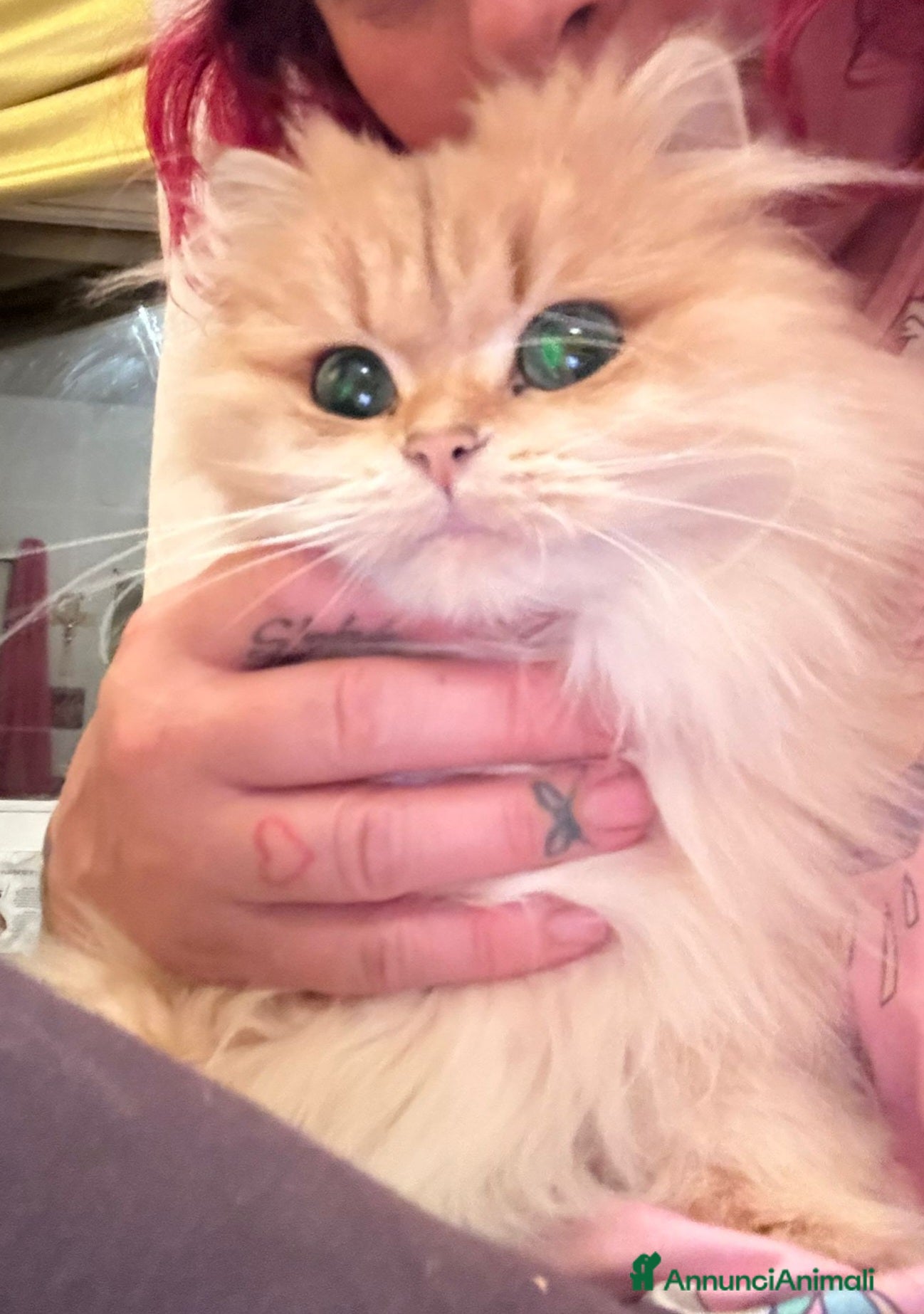 British gatti Meravigliosi cuccioli British con pedigree  - Annuncio 2