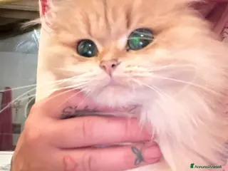 British gatti Meravigliosi cuccioli British con pedigree - Annuncio 2