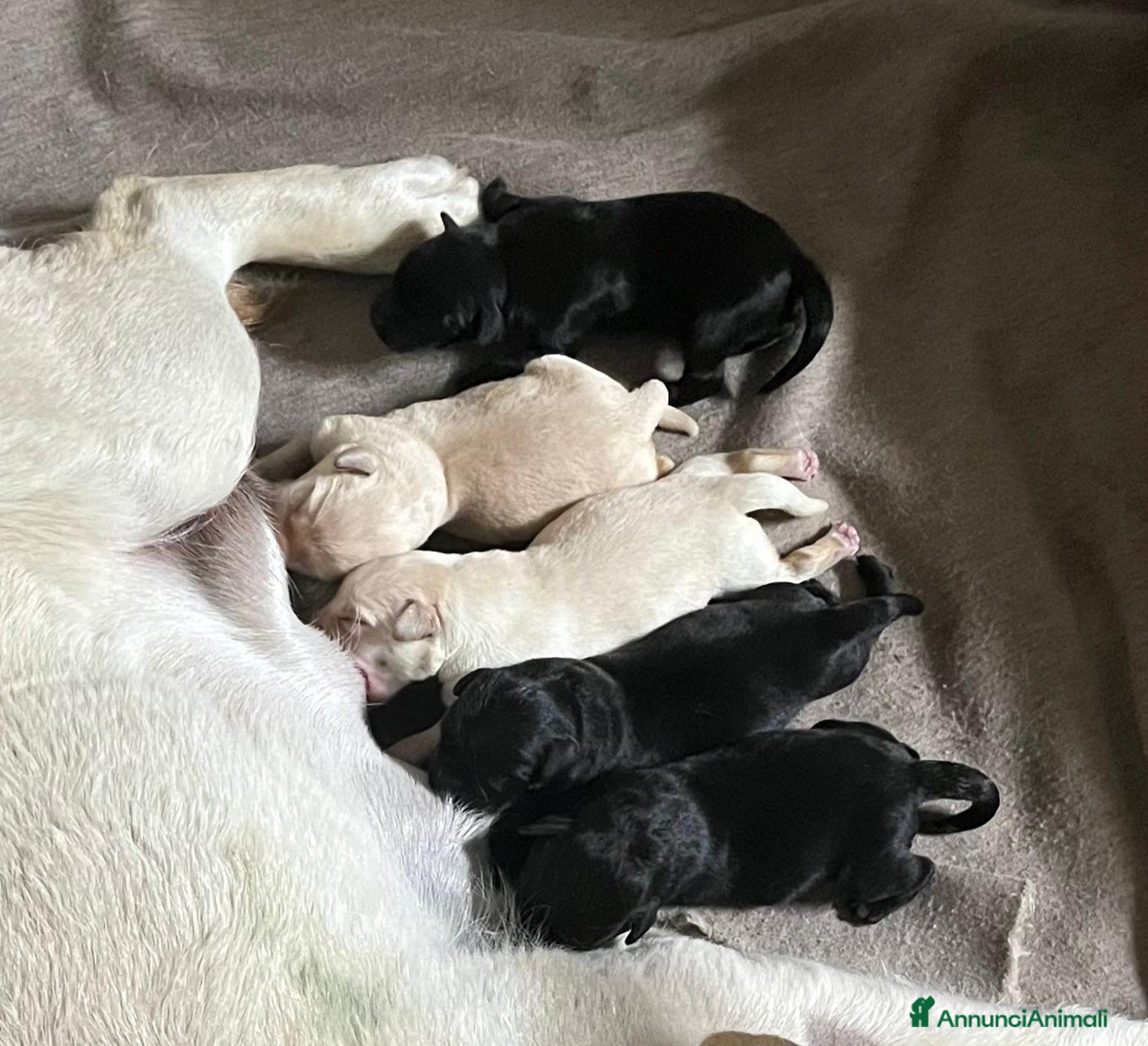 Labrador cani in vendita: Cuccioli labrador con pedegree - Annuncio 3