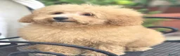 Barboncino Toy cani in vendita: Barboncino toy - Annuncio 6