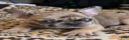 Bulldog Francese cani in vendita: Cucciolo bulldog francese  - Annuncio 2