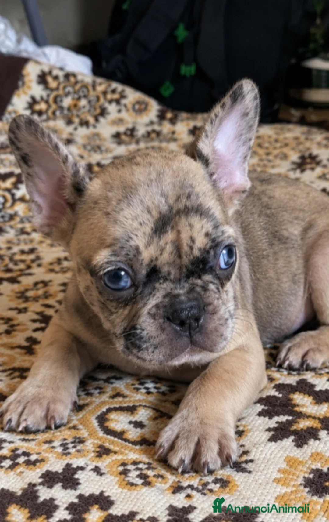 Bulldog Francese cani in vendita: Cucciolo bulldog francese  - Annuncio 2
