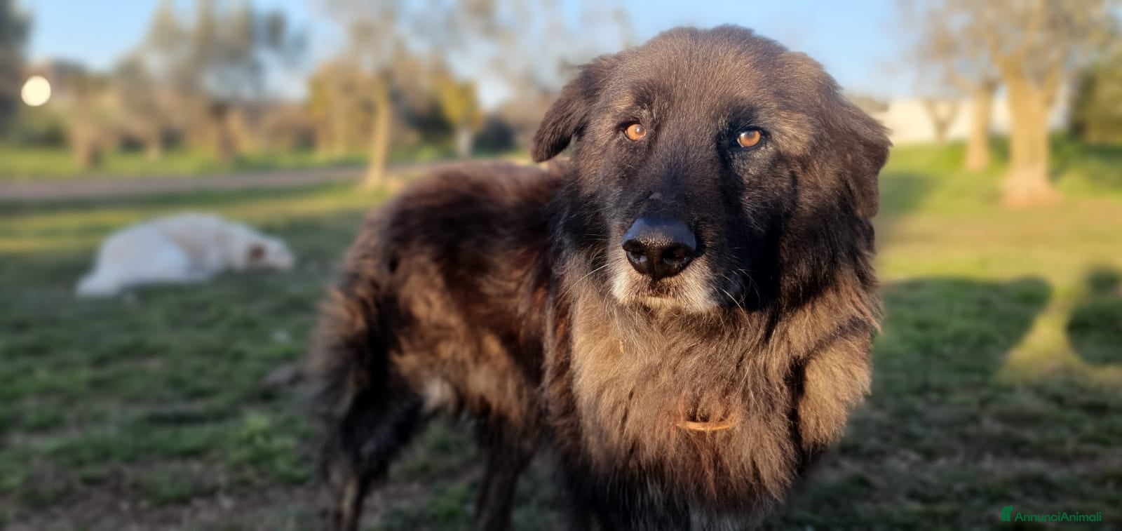 Meticcio cani Birba,orsacchiotto,travestito da cane! - Annuncio 40