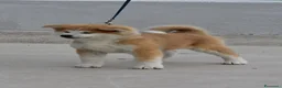 Akita Inu cani in vendita: Cucciolo Akita inu (Top Selection) a Città metropolitana di Roma Capitale - Annuncio 8