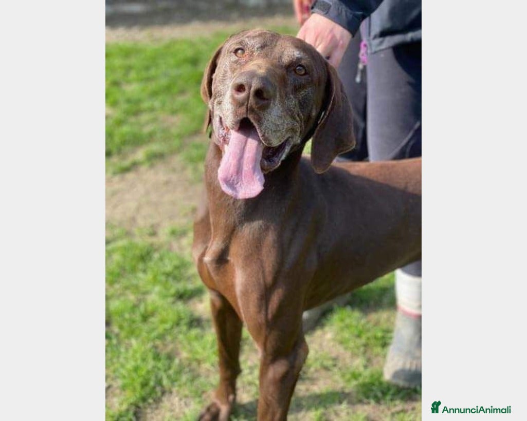 Meticcio cani Bracco Kurzhaar adulto salito in stallo a MIlano a Milano - Annuncio 1