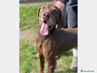 Meticcio cani Bracco Kurzhaar adulto salito in stallo a MIlano a Milano - Annuncio 2